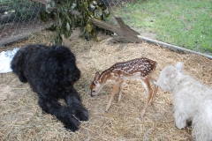Radcliff and Ysabeau checking out an orphan deer
