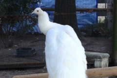 Pendragon, a white peacock, strikes a pose